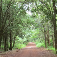 Forest Trail at Karura. Photo © Mwangi Gitau