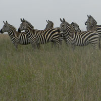 Contiguous with a modern city is vast savannah with lions, zebras and ostriches raising their young. Photo © Michael Plagens