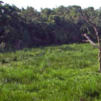 Saiwa Swamp park in western Kenya. Photo © Michael Plagens